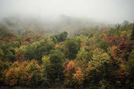 جنگلهای هیرکانی دوم اثر طبیعی پس از کویر لوت است که ثبت جهانی شده است