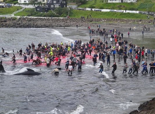 کشتار نهنگها در جزایر فارو