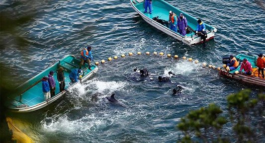 کشتار دلفین ها در تایجی