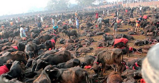کشتن گاوها در نپال