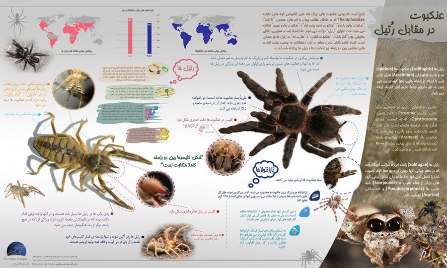 ۱-آشنایی با رتیل ها