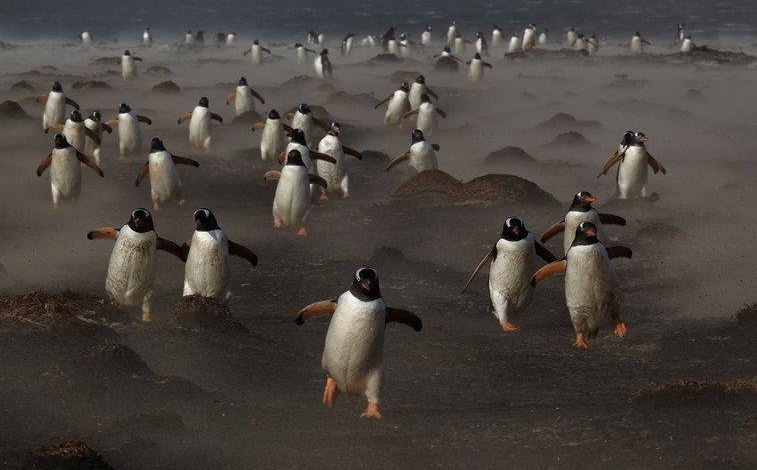   بازگشت پیروزمندانه پنگوئن‌ها از میان توفان شن+ تصویر