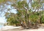 خطرناک‌ترین درخت دنیا 