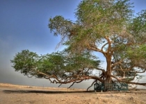 درختی با نام درخت زندگی در بحرین (عکس)
