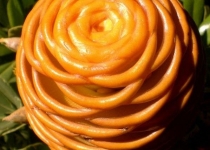 گل های عجیب و زیبا+ تصویر 