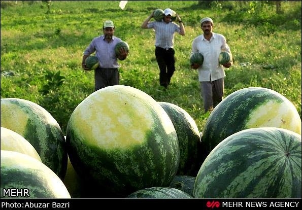  تغییر الگوی کشت درهمدان با توجه به بحران آبی