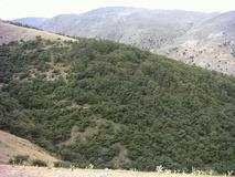  بحث خشکیدگی درختان بلوط زاگرس زیرنظر است
