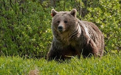تخریب زیستگاه ها موجب نزدیک شدن خرس ها به باغات میوه می شود