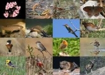 افزایش تنوع زیستی عامل حفاظت از گونه‌های گیاهی و جانوری