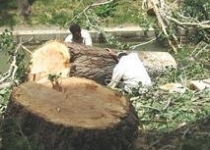 کاهش روند نزولی منابع طبیعی در کشور 