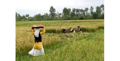 کشاورزی خانوادگی راهی به سوی اقتصاد سبز