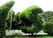 درخت کنوکارپوس عامل آلودگی هوا در خوزستان