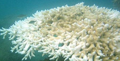 توافق پاریس برای جلوگیری از پدیده سفید شدگی مرجان ها کافی نیست