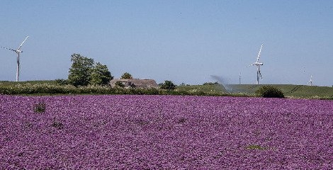  جزیره سامسو دانمارک؛ یک جزیره تمام سبز با انتشار کربن صفر