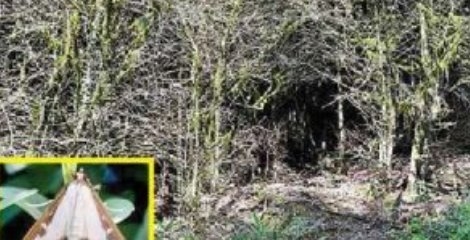 شبپره شمشاد عامل بیوتروریسم شبپره شمشاد عامل بیوتروریسم