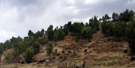 محیط زیست در سالی که گذشت محیط زیست در سالی که گذشت
