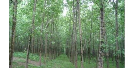 طرح تنفس نقطه عطفی در تاریخ منابع طبیعی کشور طرح تنفس نقطه عطفی در تاریخ منابع طبیعی کشور
