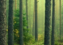بهره برداری از جنگل و توجیه آن با اقتصاد سبز