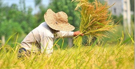 محصول سالم خروج ارز را هم کاهش می دهد