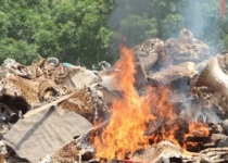 سوزاندن انبار پوست ببر و شاخ کرگدن در نپال