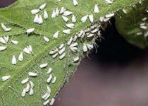 سمپاشی غیراصولی درختان پایتخت سبب پیدایش «مگس سفید»