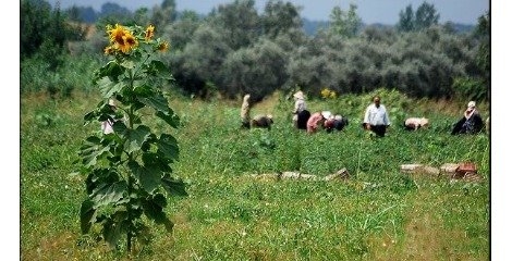  سطح زیر کشت«  کشاورزی حفاظتی» به سه میلیون هکتار افزایش می یابد