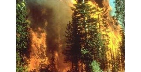 تشکیل تیمهای واکنش سریع برای مهار آتش سوزی در جنگلها تشکیل تیمهای واکنش سریع برای مهار آتش سوزی در جنگلها