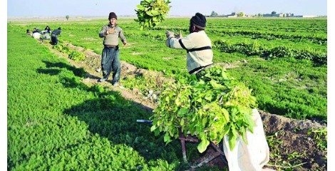 کاهش آبیاری مزارع تهران با فاضلاب