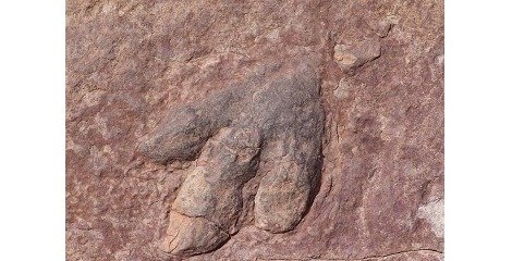 جزئیاتی درباره کشف رد پای دایناسور در مازندران جزئیاتی درباره کشف رد پای دایناسور در مازندران