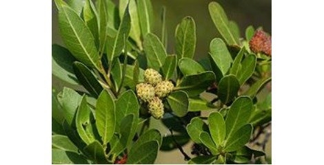 عدم تایید سمی بودن کنوکارپوس