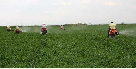 مفید بود کشت پوششی برای خاک