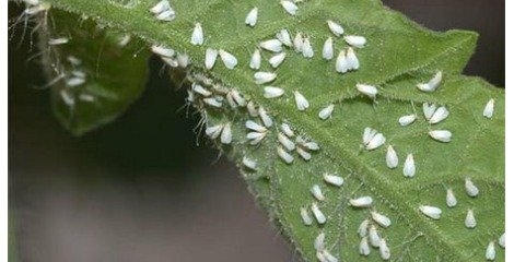 شهرداری و جهاد کشاورزی درباره وضعیت سفیدبالکها پاسخگو باشند شهرداری و جهاد کشاورزی درباره وضعیت سفیدبالکها پاسخگو باشند