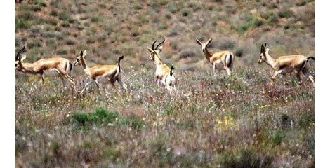 تشکیل کمیته امداد و نجات حیات وحش کشور تشکیل کمیته امداد و نجات حیات وحش کشور