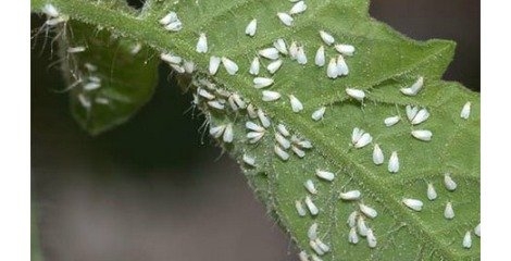 تک گونهای شدن درختان تهران عامل بروز و طغیان سفیدبالکها تک گونهای شدن درختان تهران عامل بروز و طغیان سفیدبالکها