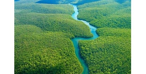 اهمیت جنگل آمازون در تنظیم ساختار شیمیایی جو بیشتر مشخص شد  