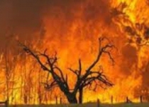 ۵۰ درصد آتش سوزی جنگل ها در خوزستان است
