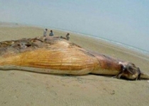 نهنگ 10 تنی در ساحل بندرلنگه به گل نشست
