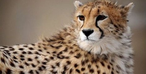 تا یک حسرت ملی کمتر از ۵۰یوز باقیاست تا یک حسرت ملی کمتر از ۵۰یوز باقیاست