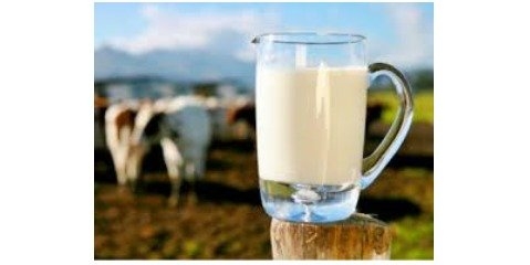 بررسی مزایایی شیر ارگانیک