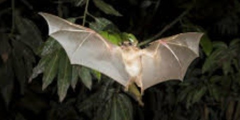 نقش خفاش‌ها در پیشگیری از بیابان‌زایی