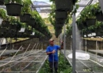 چگونه انرژی خورشیدی یک گلخانه را از طوفان نجات داد