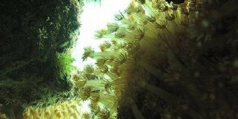 هشدار محققان درباره سفیدشدگی مرجان‌های خلیج‌فارس به دلیل افزایش بی‌سابقه دمای آب