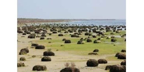احیای "میانکاله" در گرداب اختلافنظرها احیای "میانکاله" در گرداب اختلافنظرها