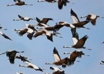 مهاجرت پرندگان به منابع آبی کردستان آغاز شد