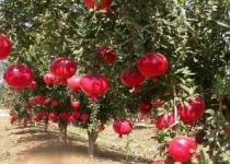 تولید نانوآفت‌کش‌های زیست‌سازگار