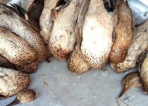 نسل‌کشی پرندگان مهاجر در جنوب