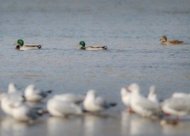 خشک‌ترین استان کشور میزبان 5000 پرنده مهاجر