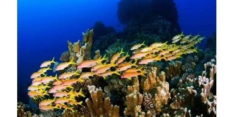 اکوسیستم دریایی از شدیدترین انقراض زمین در امان می‌ماند