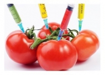دلهره طرفداران "تراریخته GMO" از تصمیم اتحادیه اروپا
