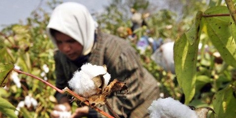 مصر کشاورزی شهری باستانی خود را زنده می کند